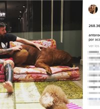 El tamaño del cachorro de Messi, todo un fenómeno en las redes sociales