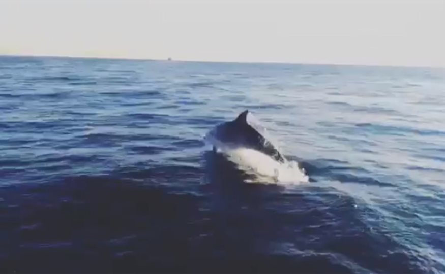 Delfin antonio orozco