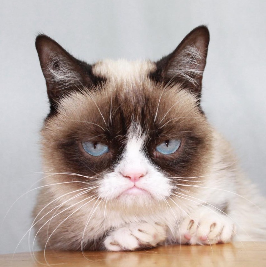 Grumpy la gata gana el juicio por su imagen