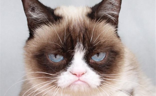 Grumpy Cat, la gata gruñona, gana el juicio por sus derechos de imagen