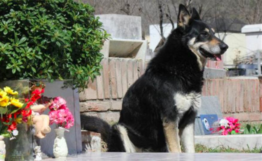 Capitán, el perro que pasó 11 años junto a la tumba de su dueño