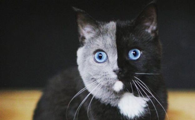 El gato 'con dos caras' que ha enamorado a Internet