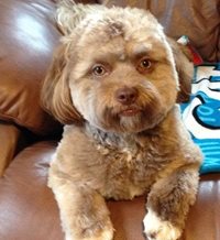Yogi: el perro con cara de humano que ha enloquecido a las redes