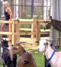 'GH VIP 6': Espectadores critican que hayan metido animales en la casa