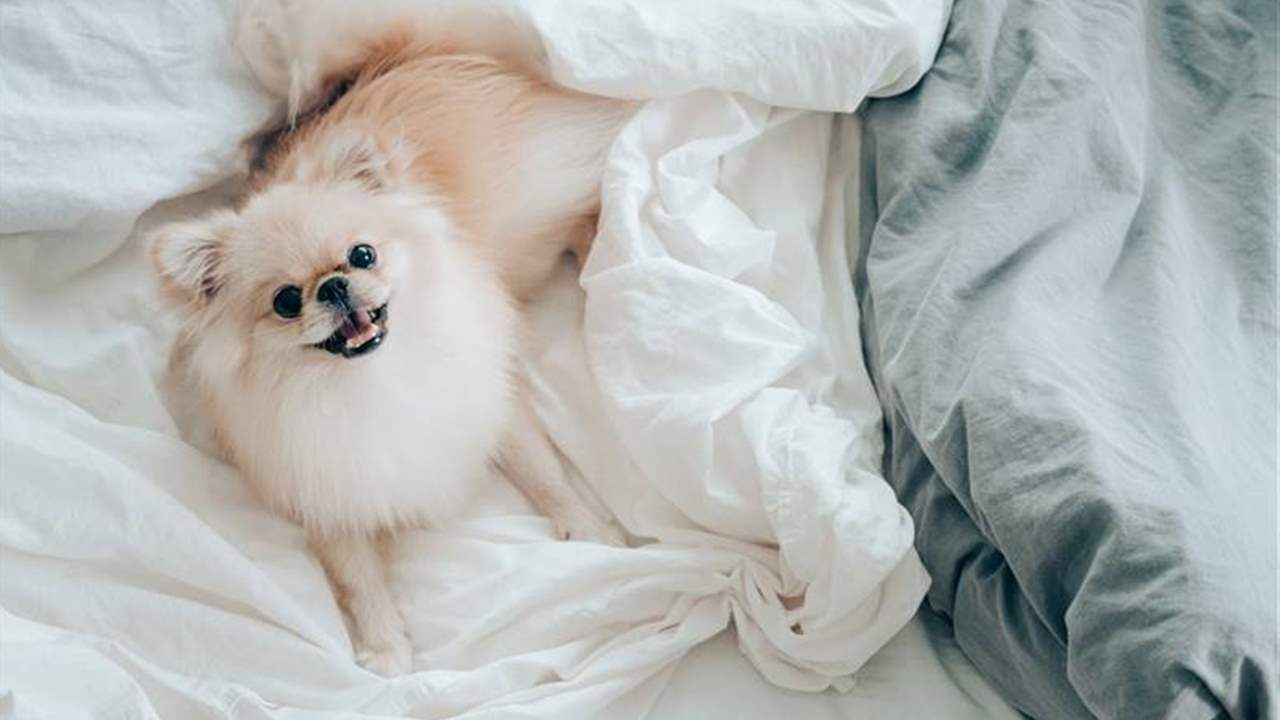 10 camas para perros (de todos los tamaños) que quedarán genial en cualquier hogar