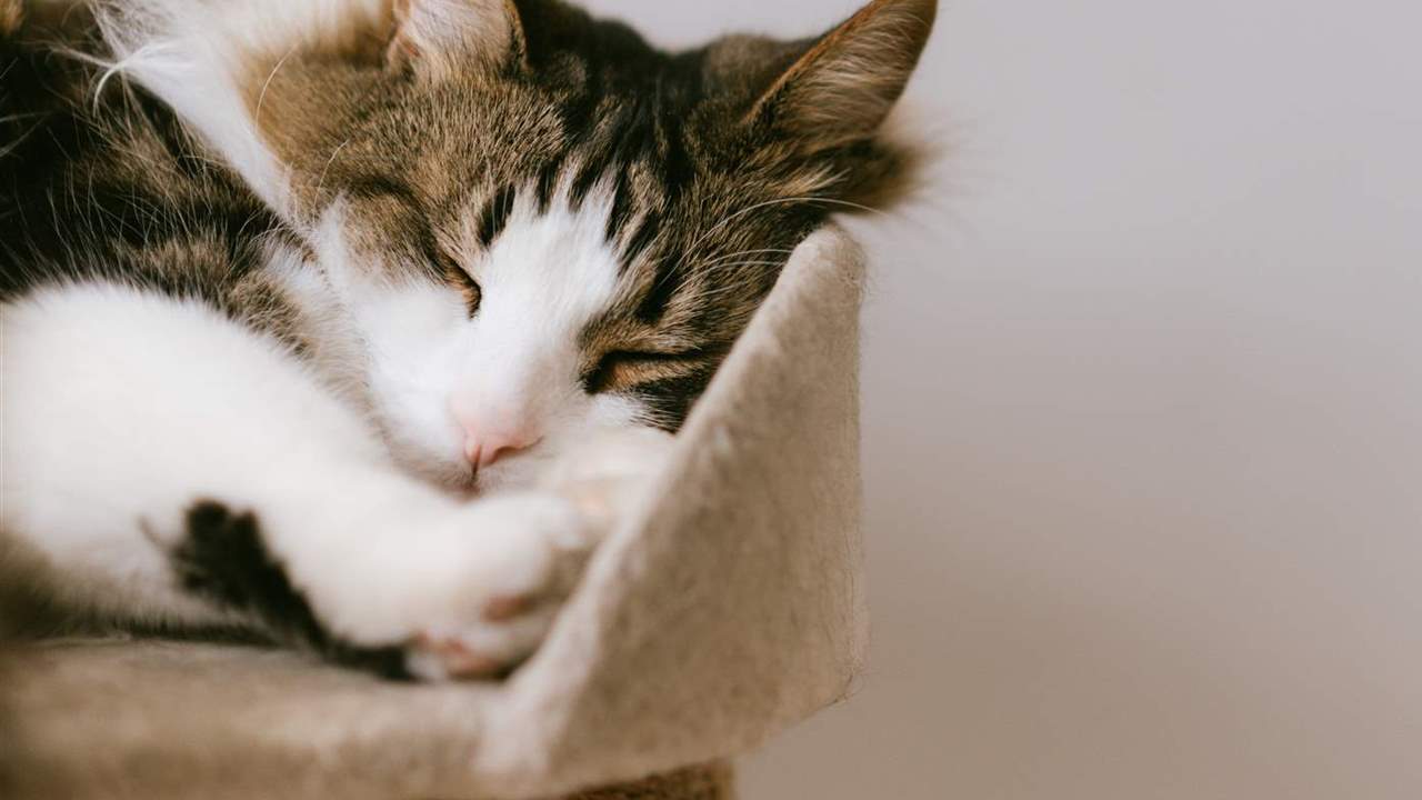 Este rascador para gatos de Amazon tiene más de 17.000 reseñas positivas