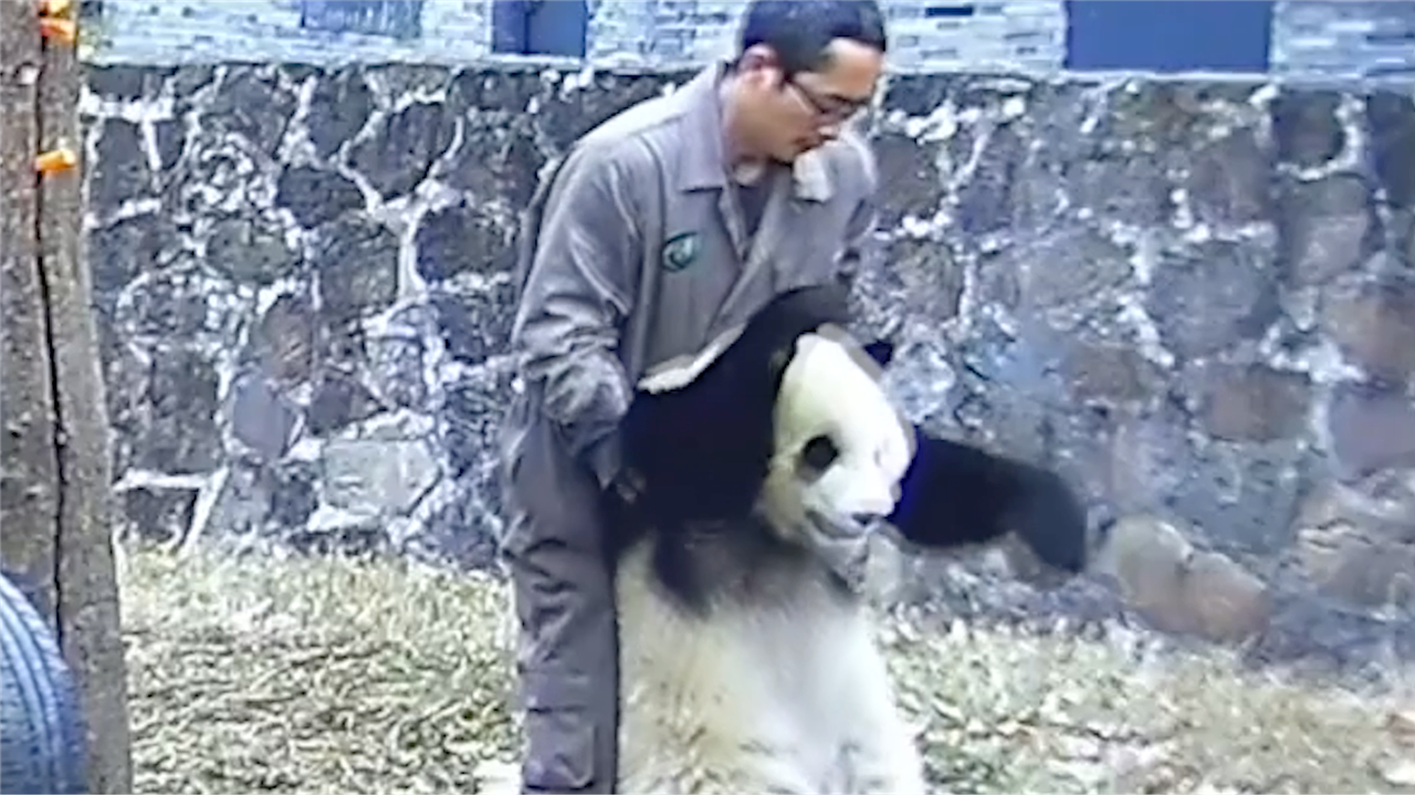 El vídeo viral del auxilio de un panda con la maniobra Heimlich