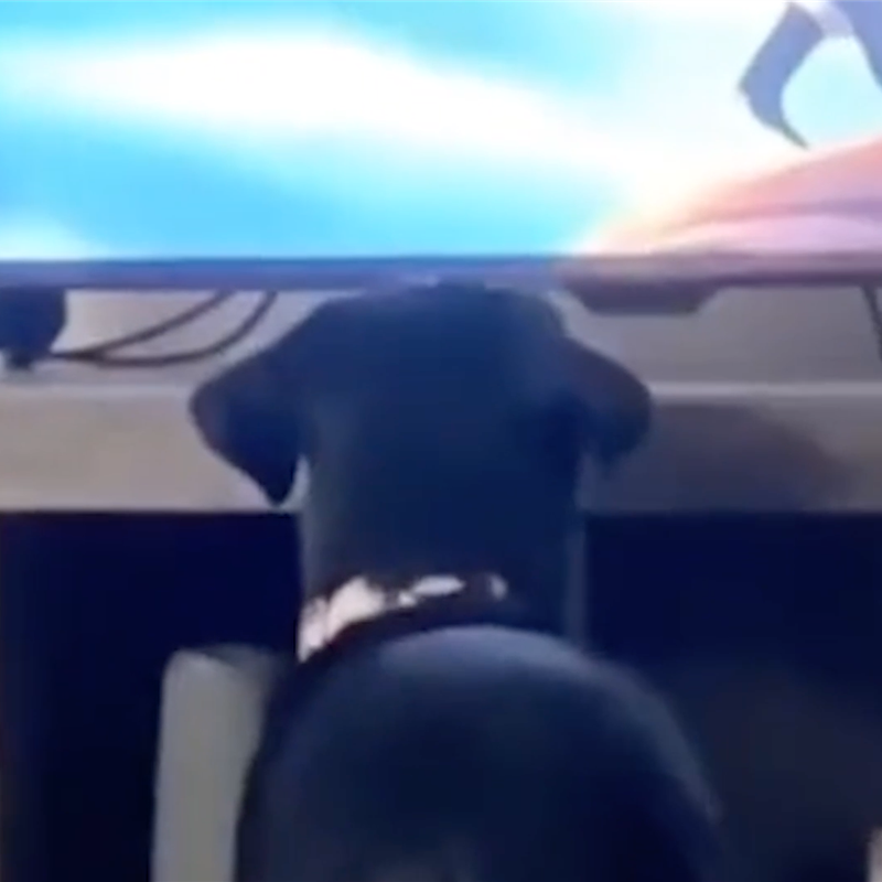 La entrañable reacción de un perrito viendo 'El Rey León' que se ha viralizado en redes sociales