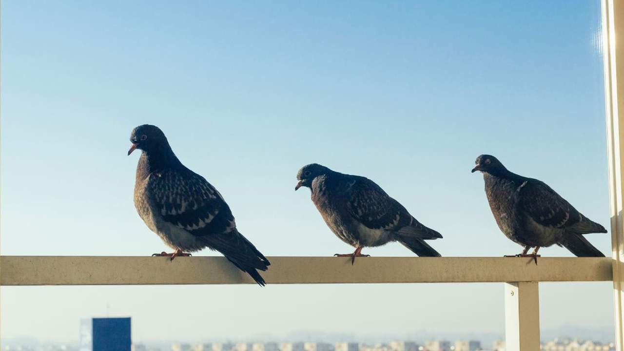 Los mejores trucos para alejar a las palomas de tu balcón
