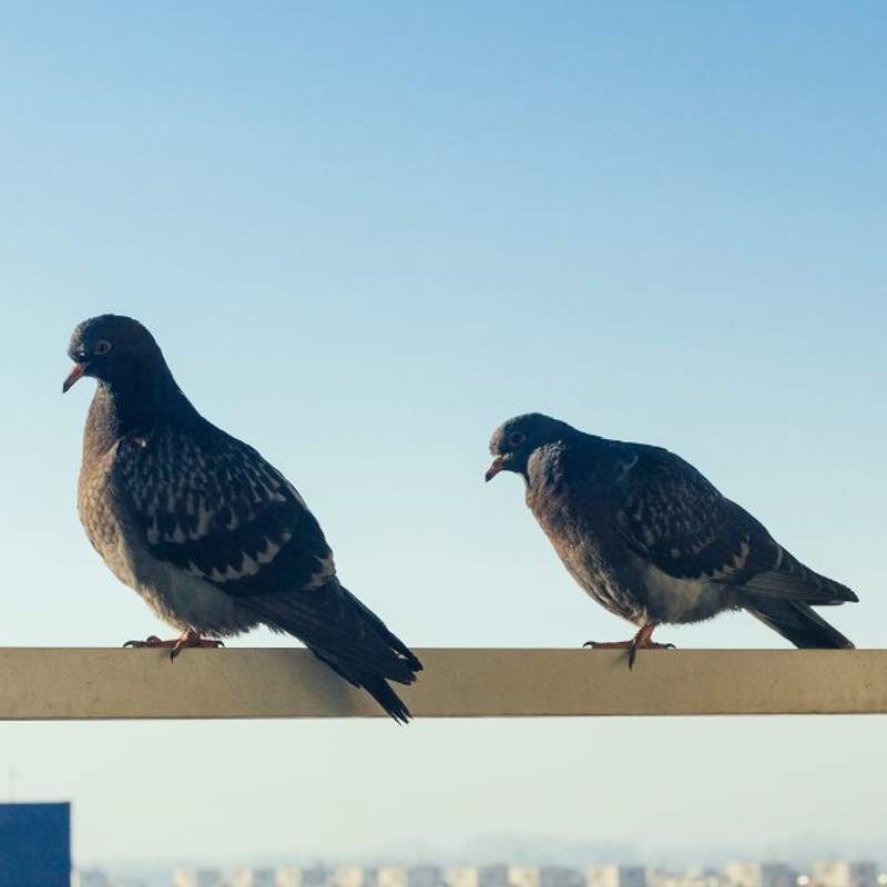 Los mejores trucos para alejar a las palomas de tu balcón
