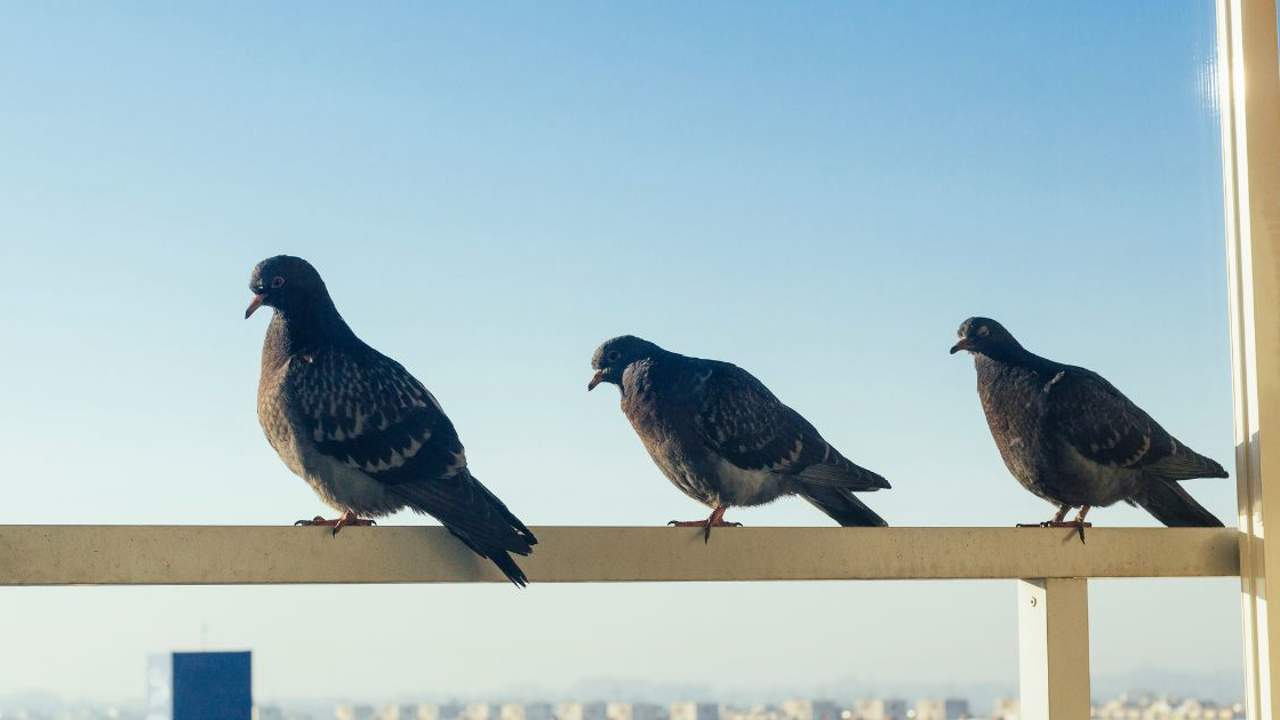 Las 5 plantas infalibles para alejar a las palomas de tu terraza y balcón (y son muy comunes)