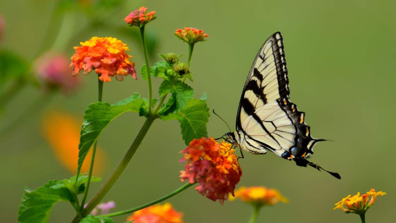 5 plantas con flor baratas que atraen las mariposas a tu jardín o terraza y son ideales para principiantes